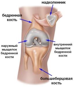 колінний суглоб